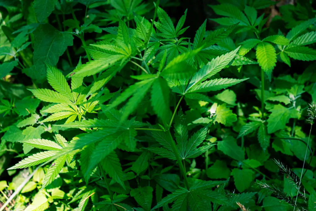 Cannabis am Arbeitsplatz